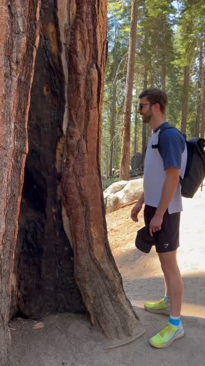 Adrien pitching to a giant sequoia tree in a forest
